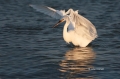 Snowy-Egret;Egret;Egretta-thula